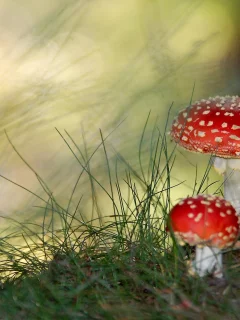 лес, мухомор, гриб, деревья, солнце