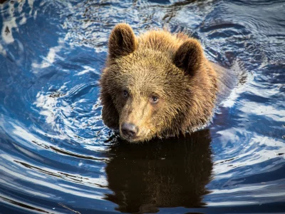 мишка, медведь, медвежонок, вода, река, охота
