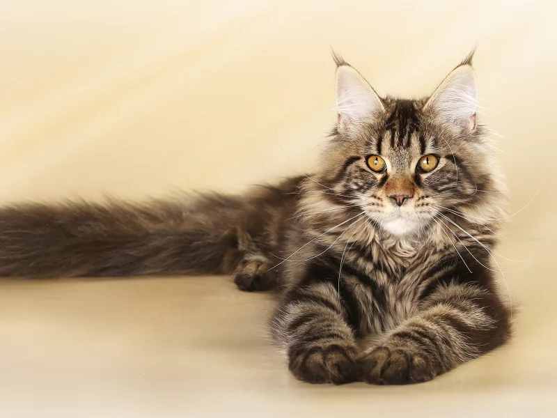 кошка, мейнкун, котенок