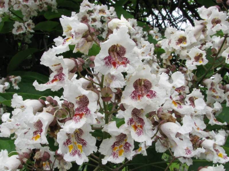 цветущая катальпа великолепная, catalpa speciosa