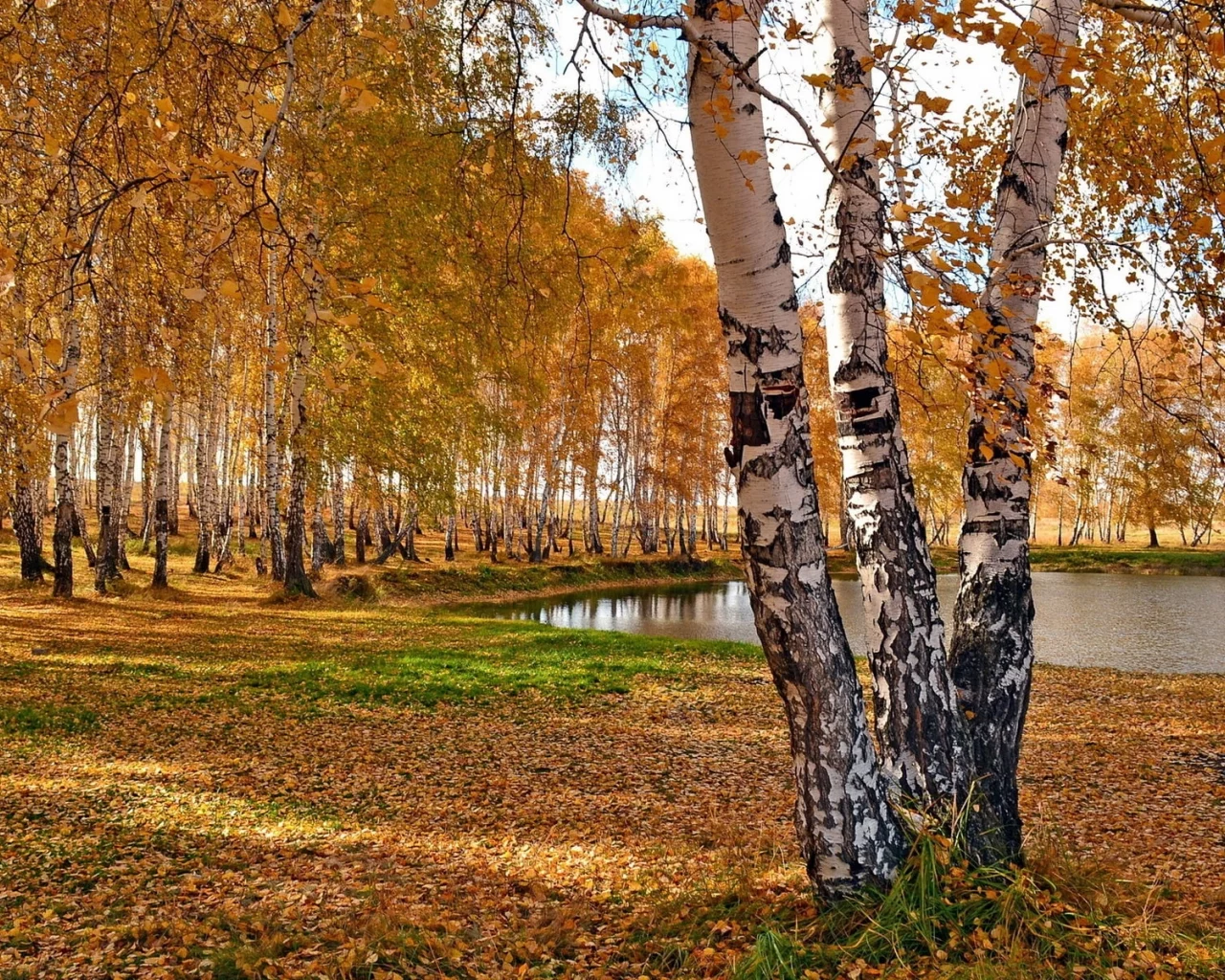 осень, береза, красиво, листья