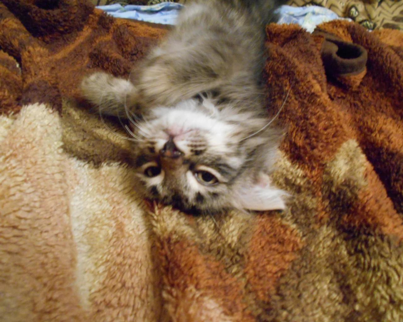 котик, локи