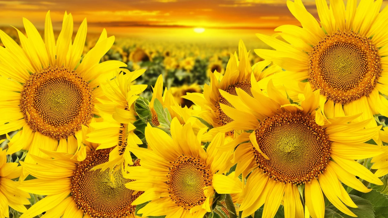 закат, подсолнухи
