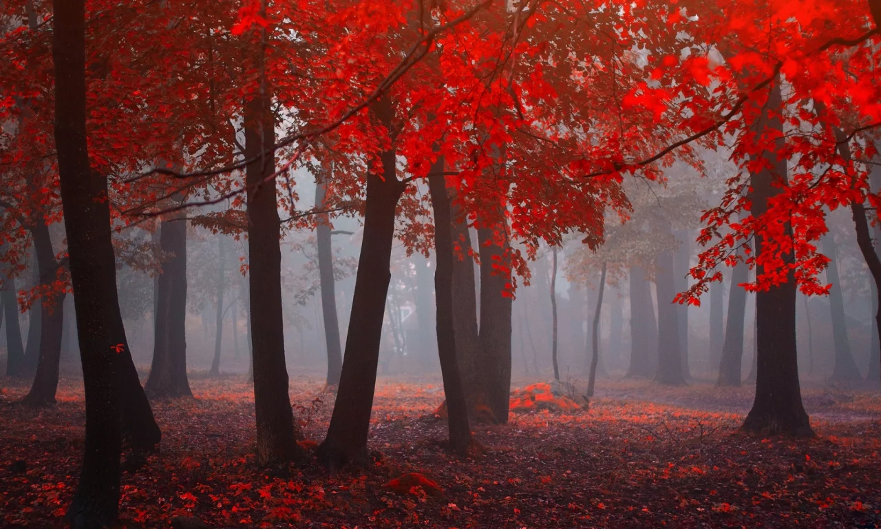 дерево, осень