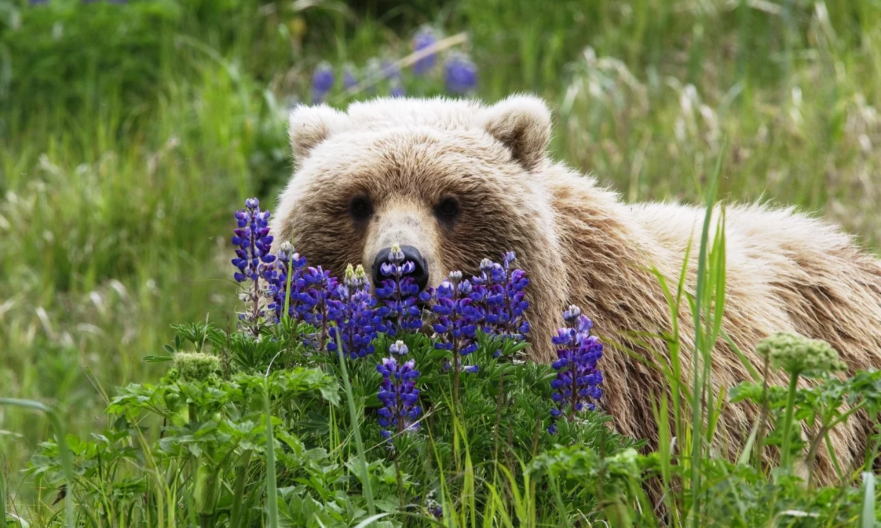 люпин, медведь