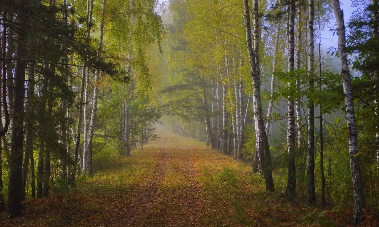 природа, лес, дорога