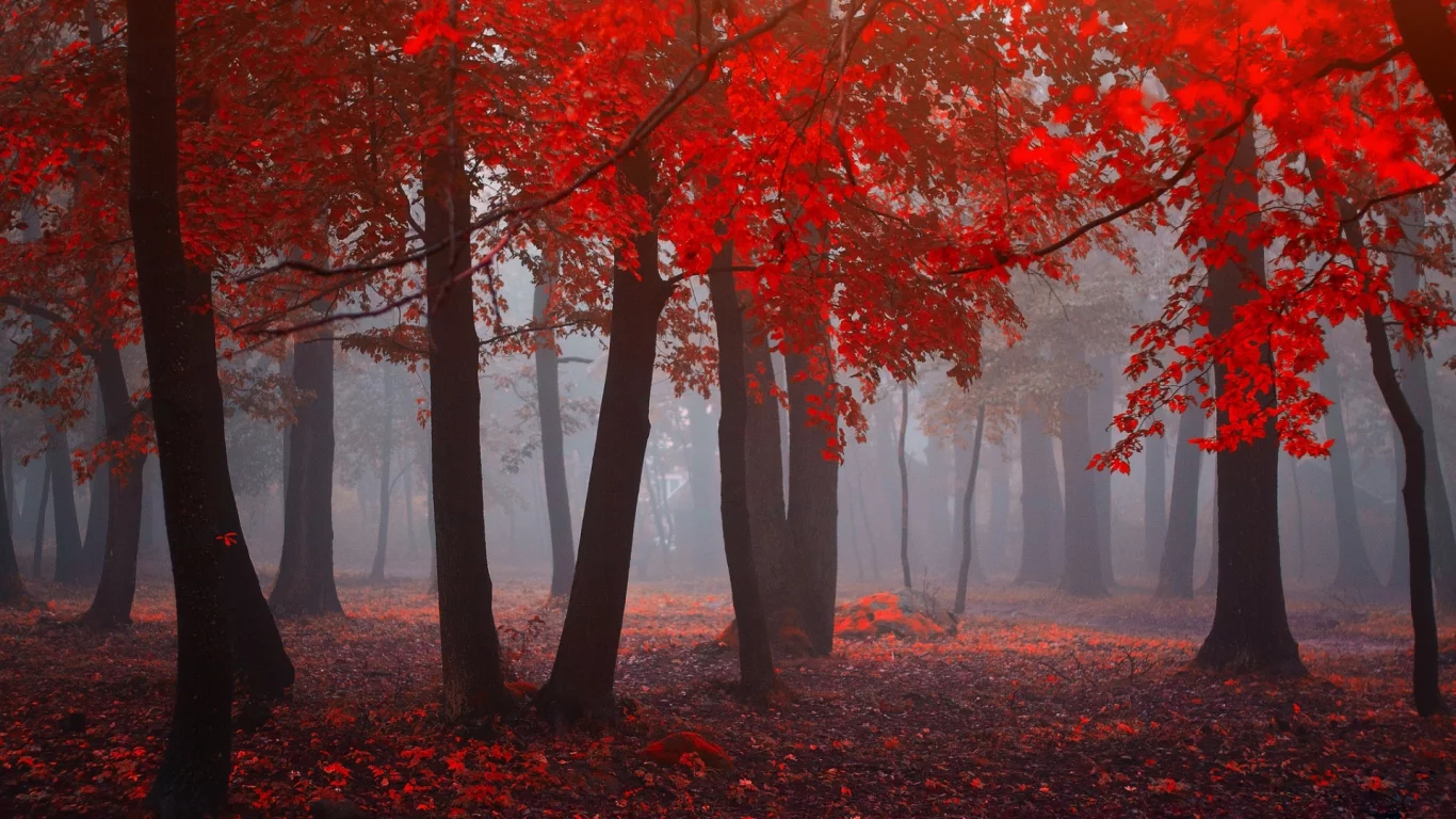 дерево, осень