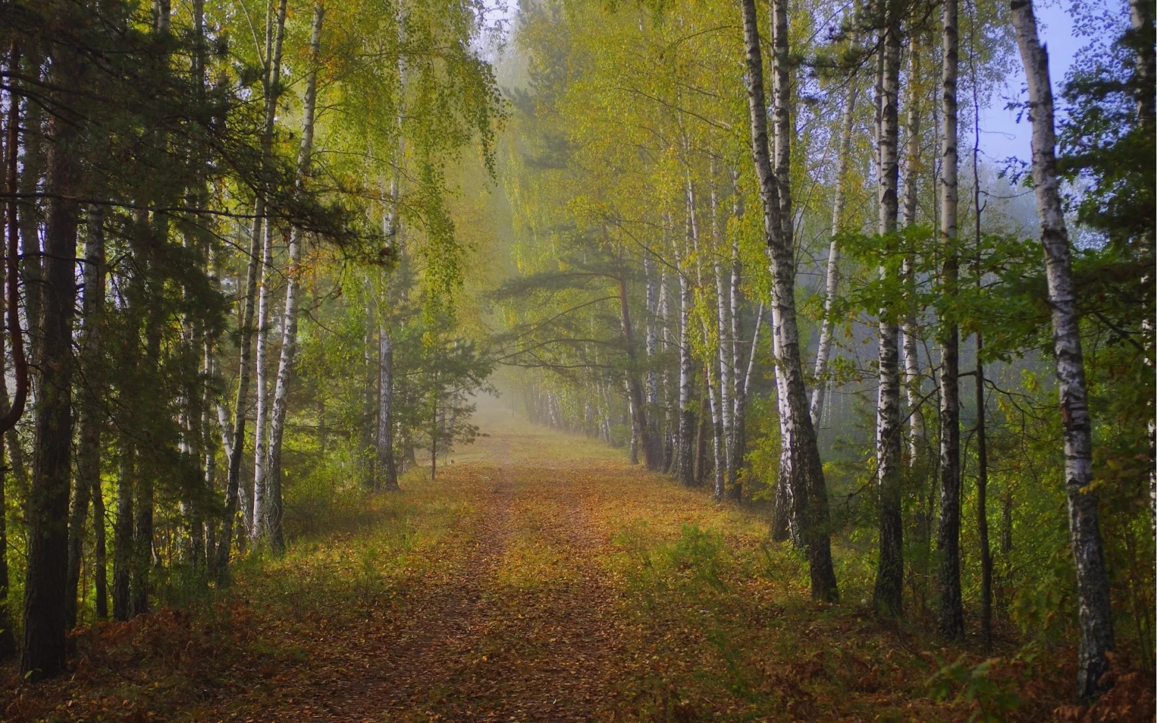 природа, лес, дорога