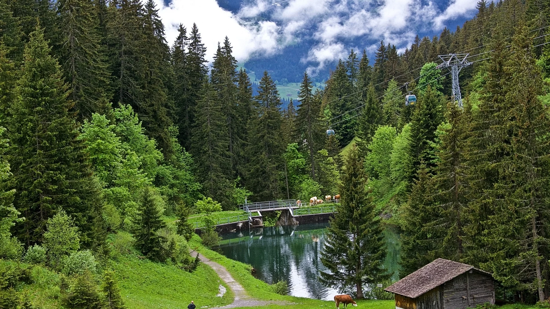 лес, коровы