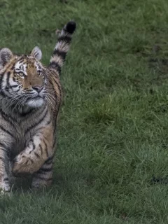 тигр, бежит, трава, взгляд, хвост