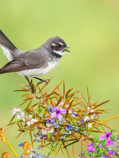 птица, природа