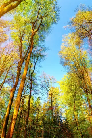 лес, деревья, осень
