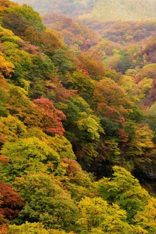 лес, осень, деревья, водопад, ручей, камни
