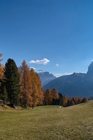 лес, осень