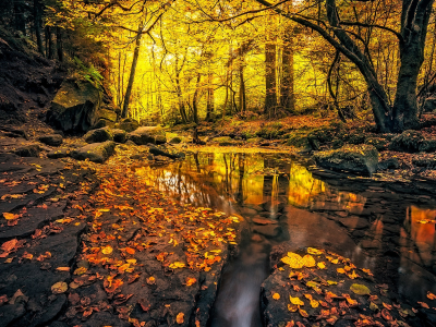 лес, осень, речка