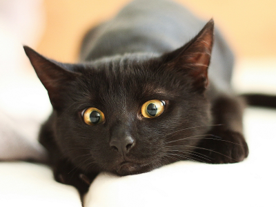 кот, глаза, крупный план, черный, отдыхает, мордочка, боке, лежит