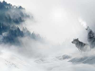 олень, зима, волки