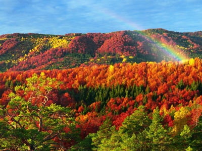 осень, лес, радуга