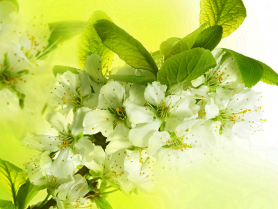 цветы, красота, flowers, white, листья, цветение, ветки, apple tree, яблоня, petals, яркие, белые, beauty, лепестки, pring, blossoms, весна
