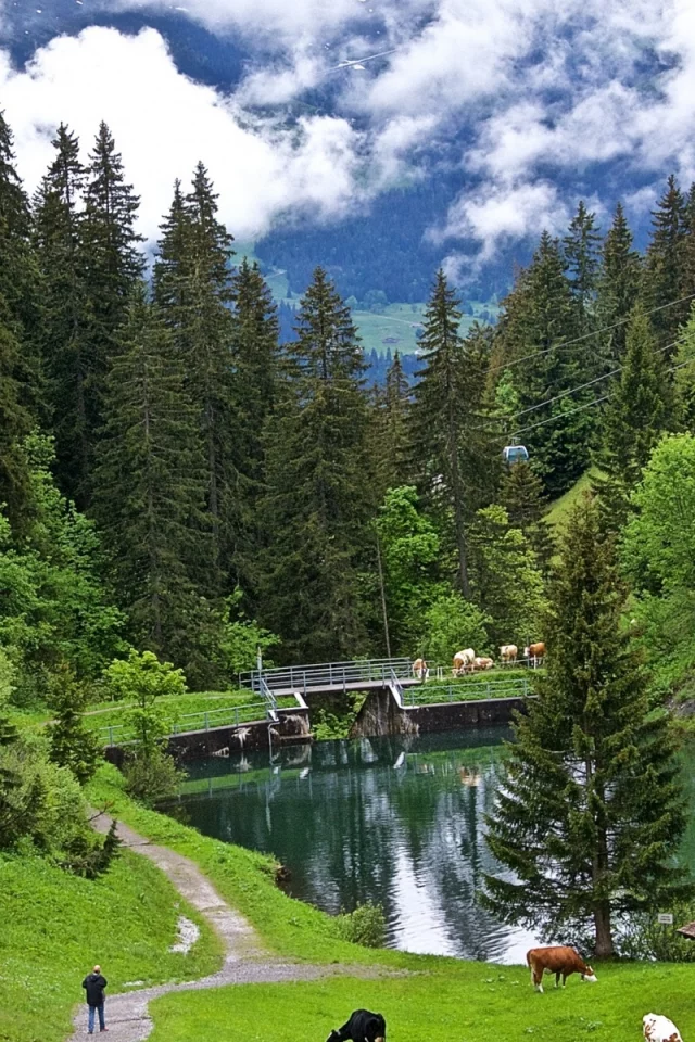 лес, коровы