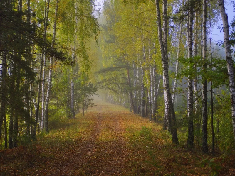 природа, лес, дорога