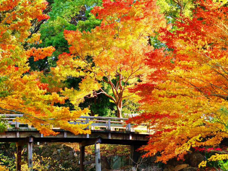 осень, парк, мост, деревья, листья, камни, красота