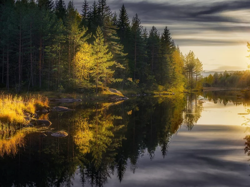 речка, солнце, лес