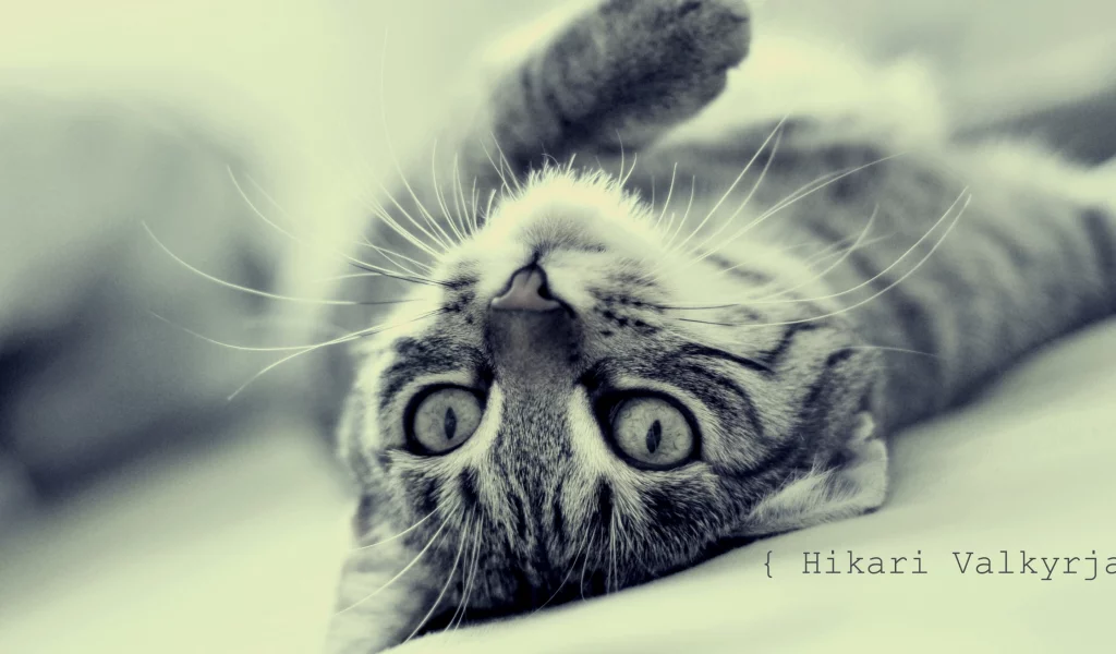 лежит, кошка