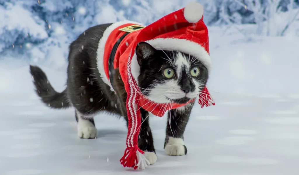 сказка, костюм, кот, фотосессия, зеленоглазый, котэ, новый год