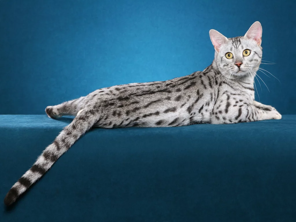 кот, кошка