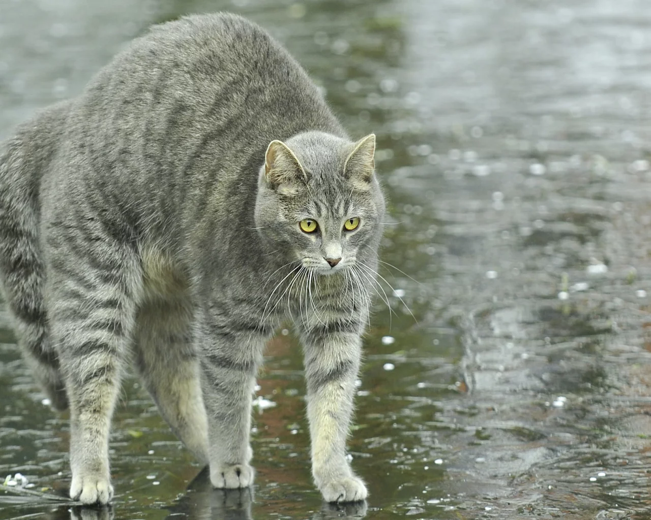 кот, дождь