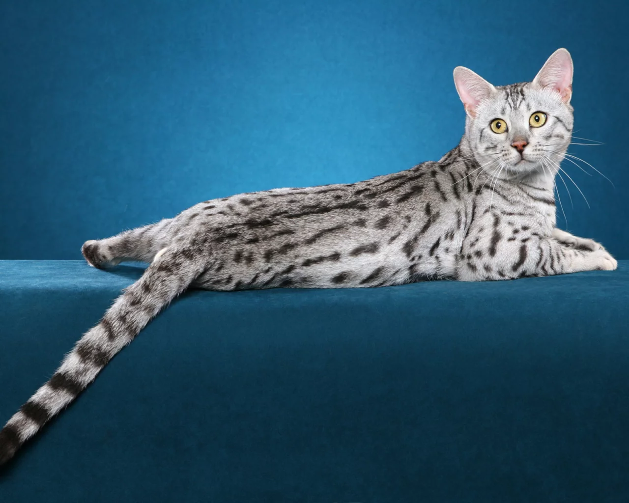 кот, кошка
