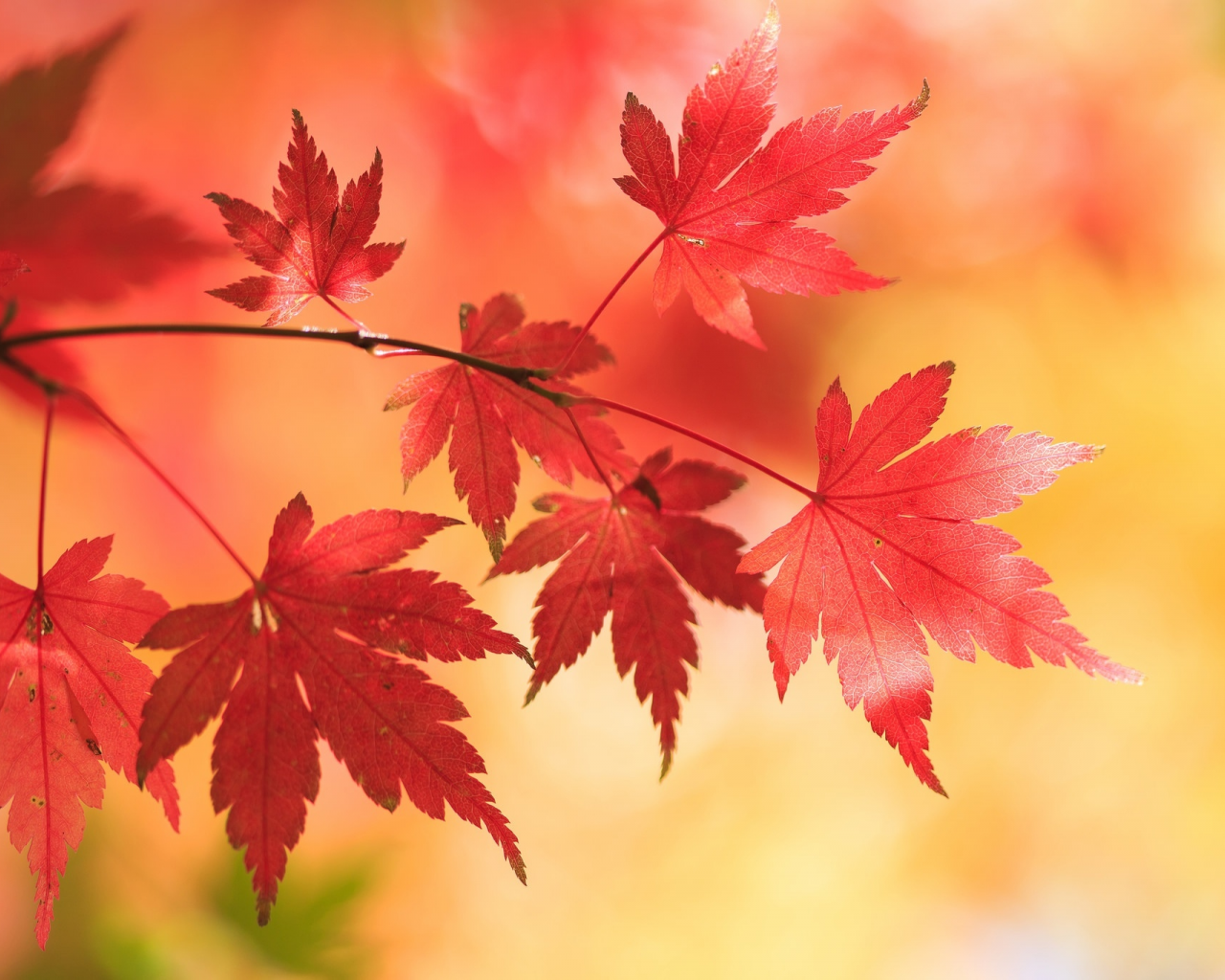 листья, японский клён, осень, клён, фон, ветка