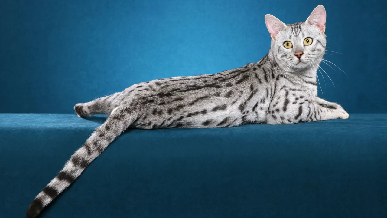 кот, кошка