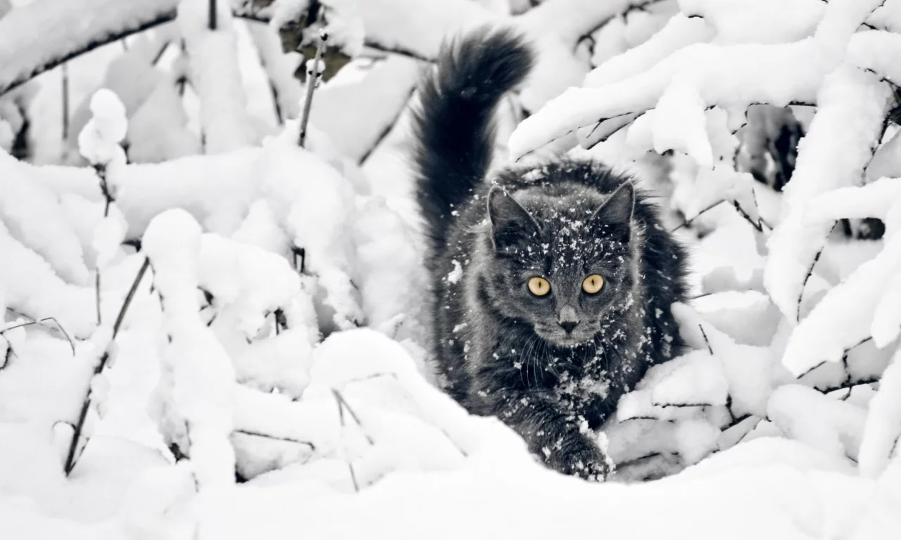 кот, снег, зима