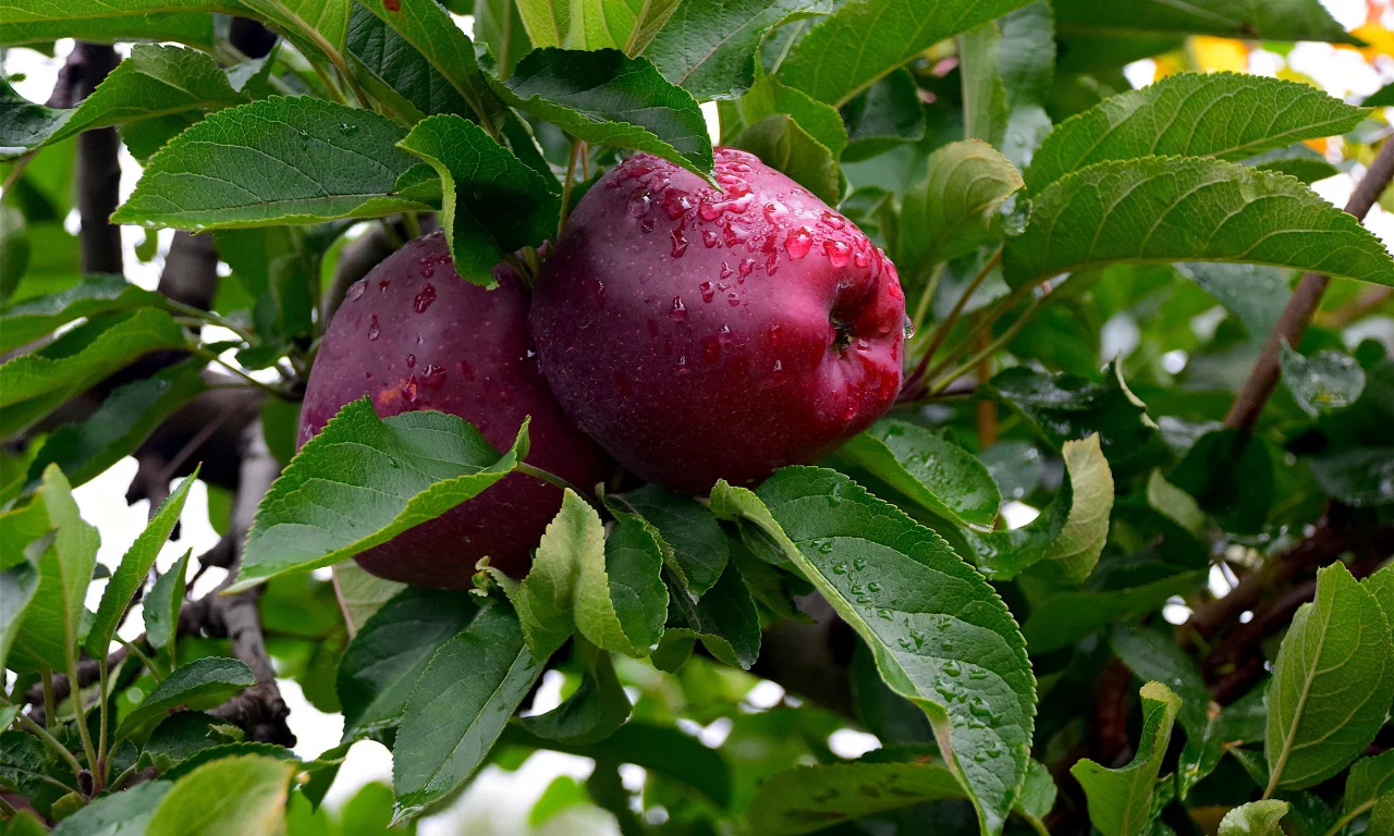 яблоки, листья