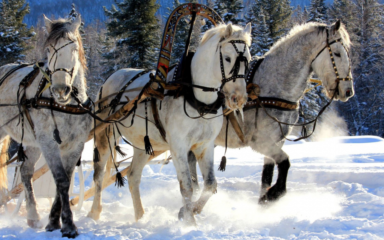 лошади, тройка, зима