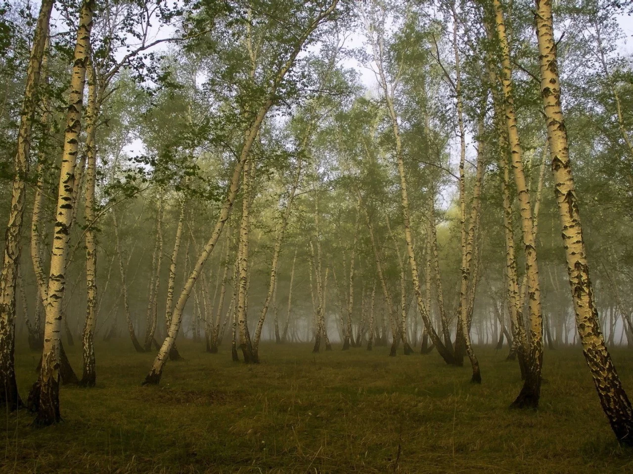 белые березы, трава