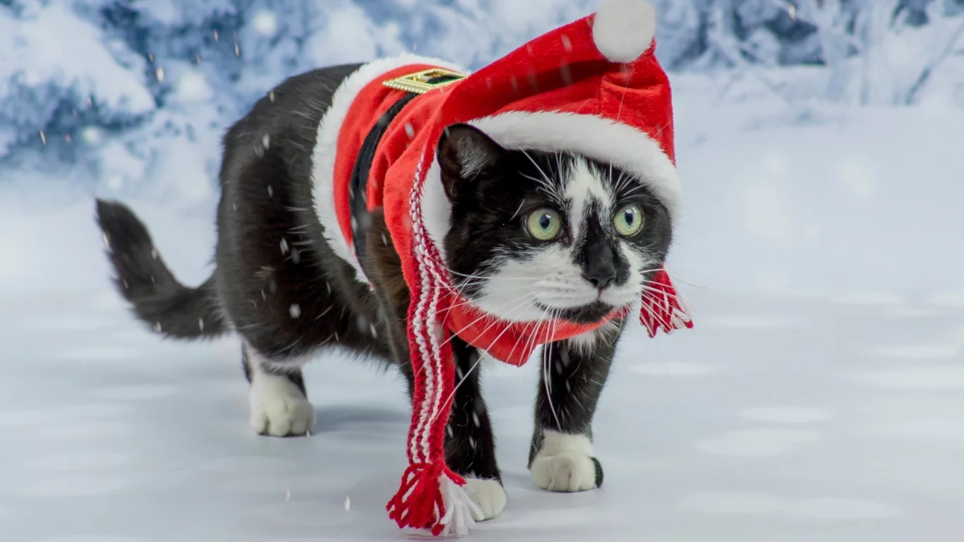 сказка, костюм, кот, фотосессия, зеленоглазый, котэ, новый год