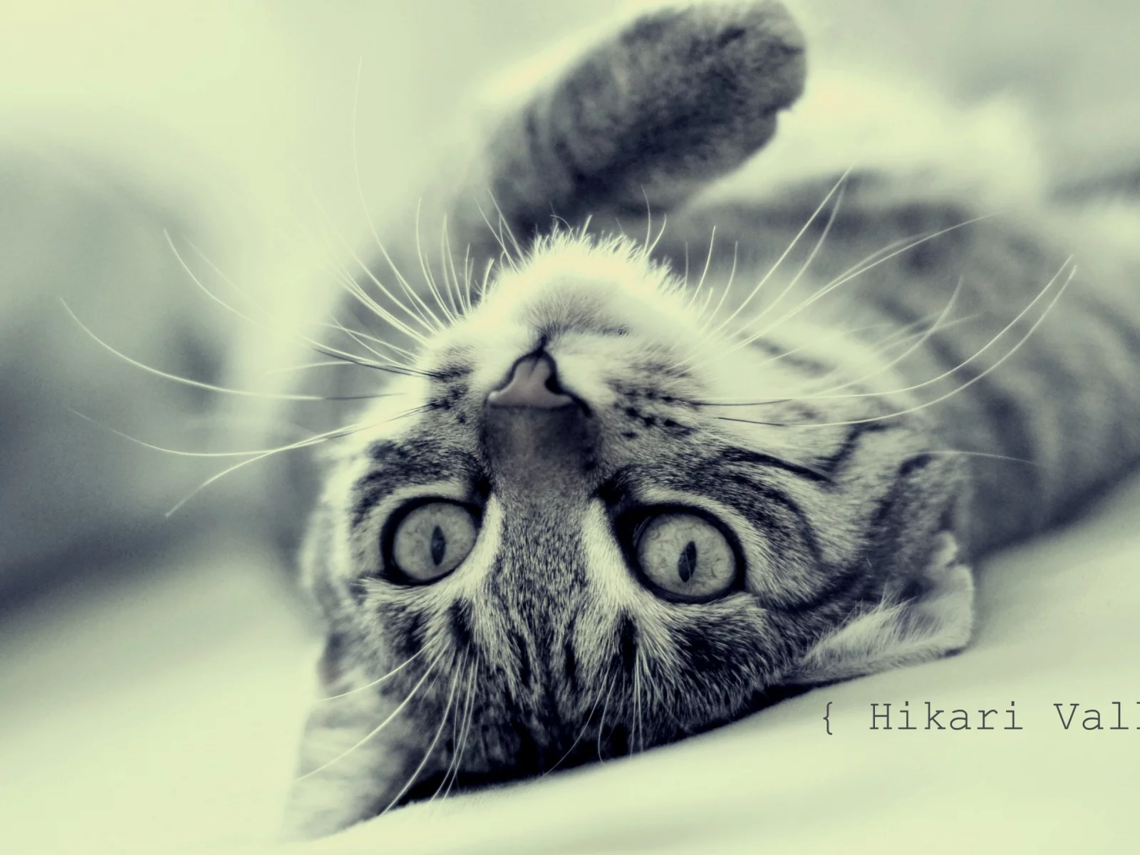 лежит, кошка