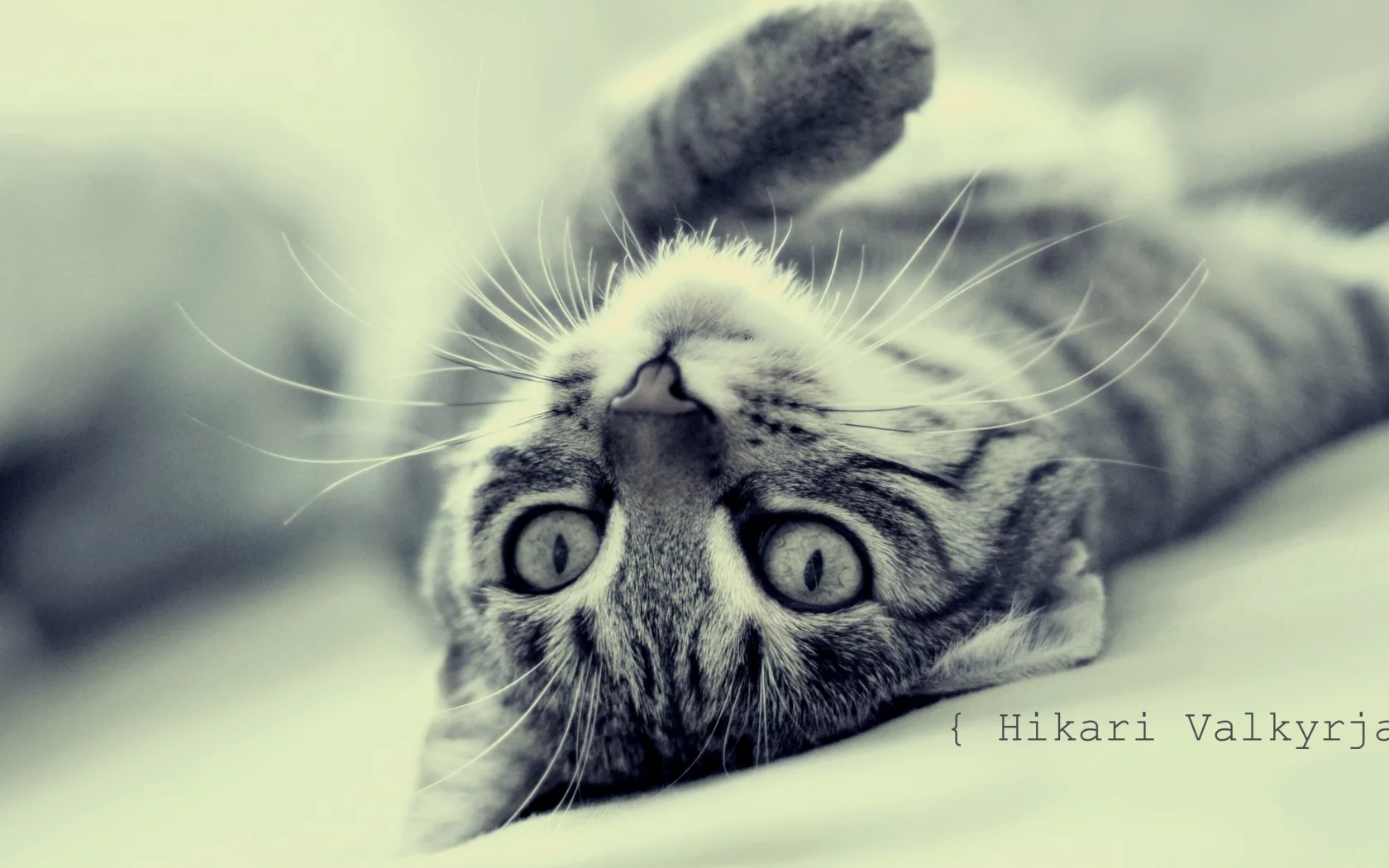 лежит, кошка