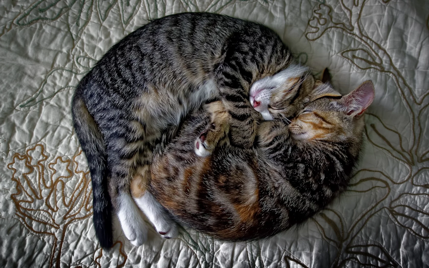 коты, спят