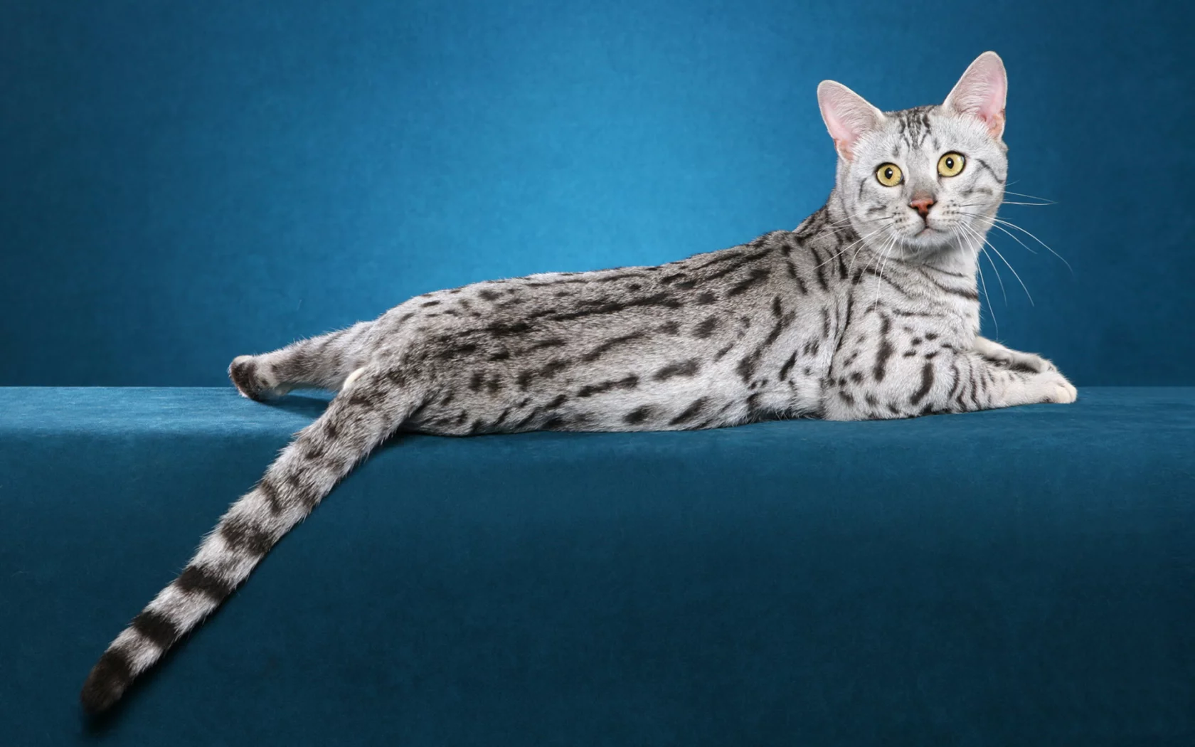кот, кошка