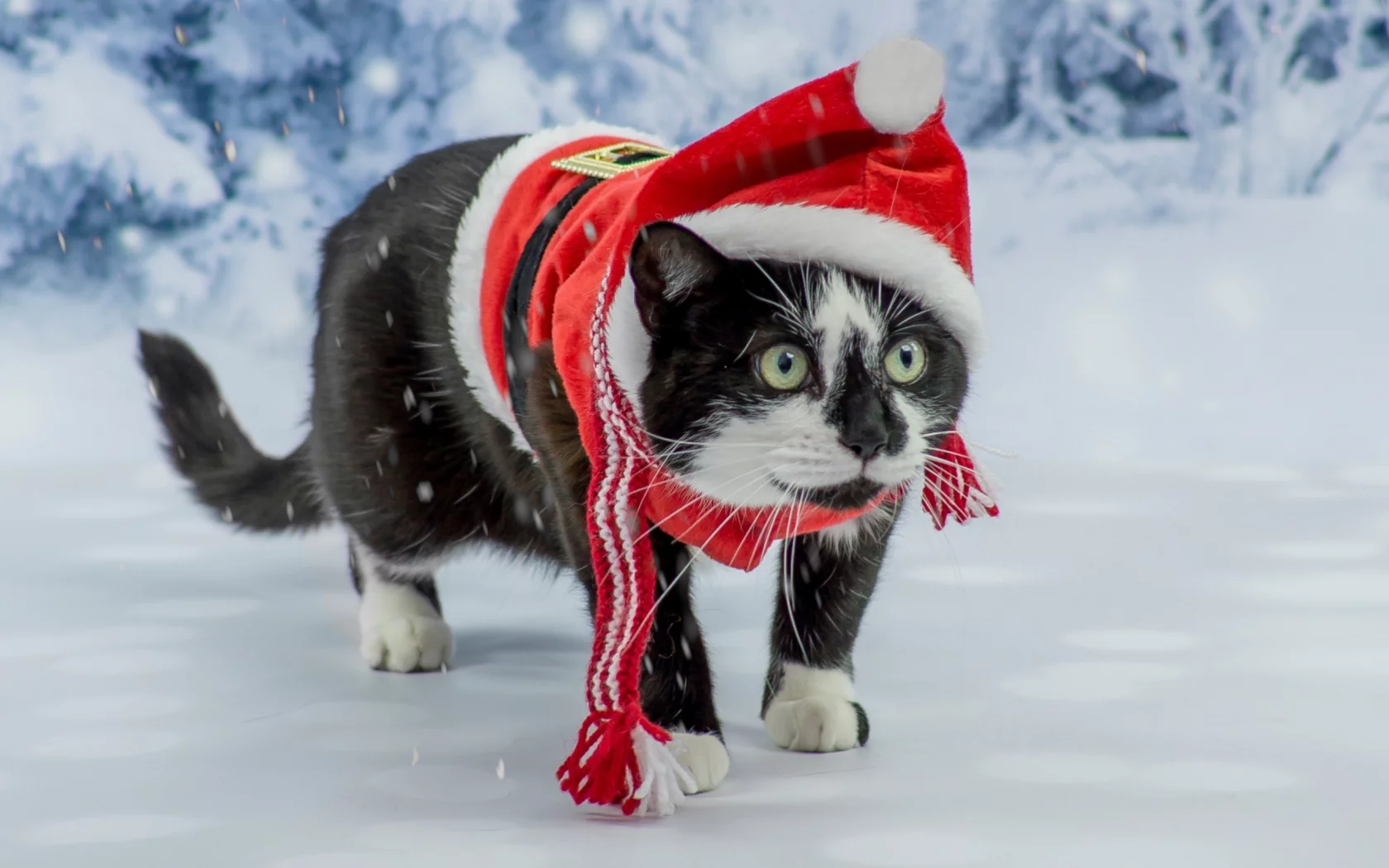 сказка, костюм, кот, фотосессия, зеленоглазый, котэ, новый год