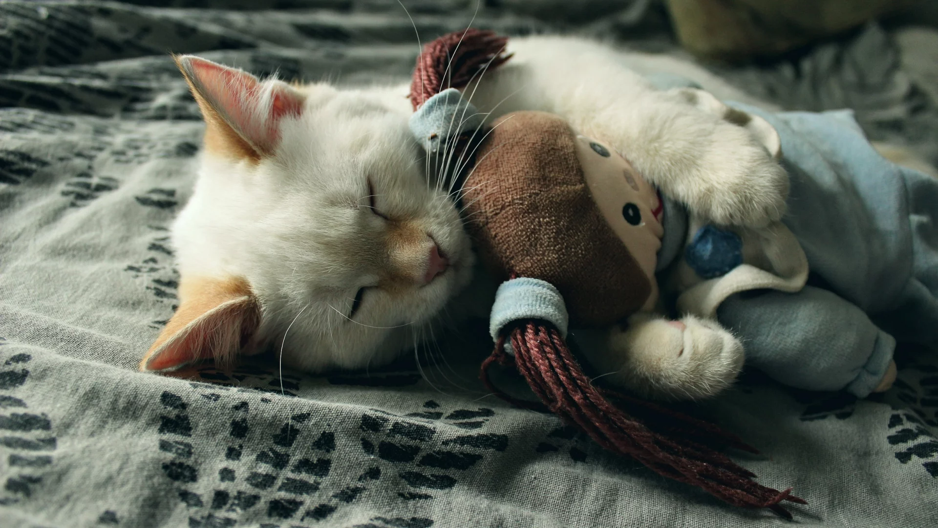 котенок, игрушка