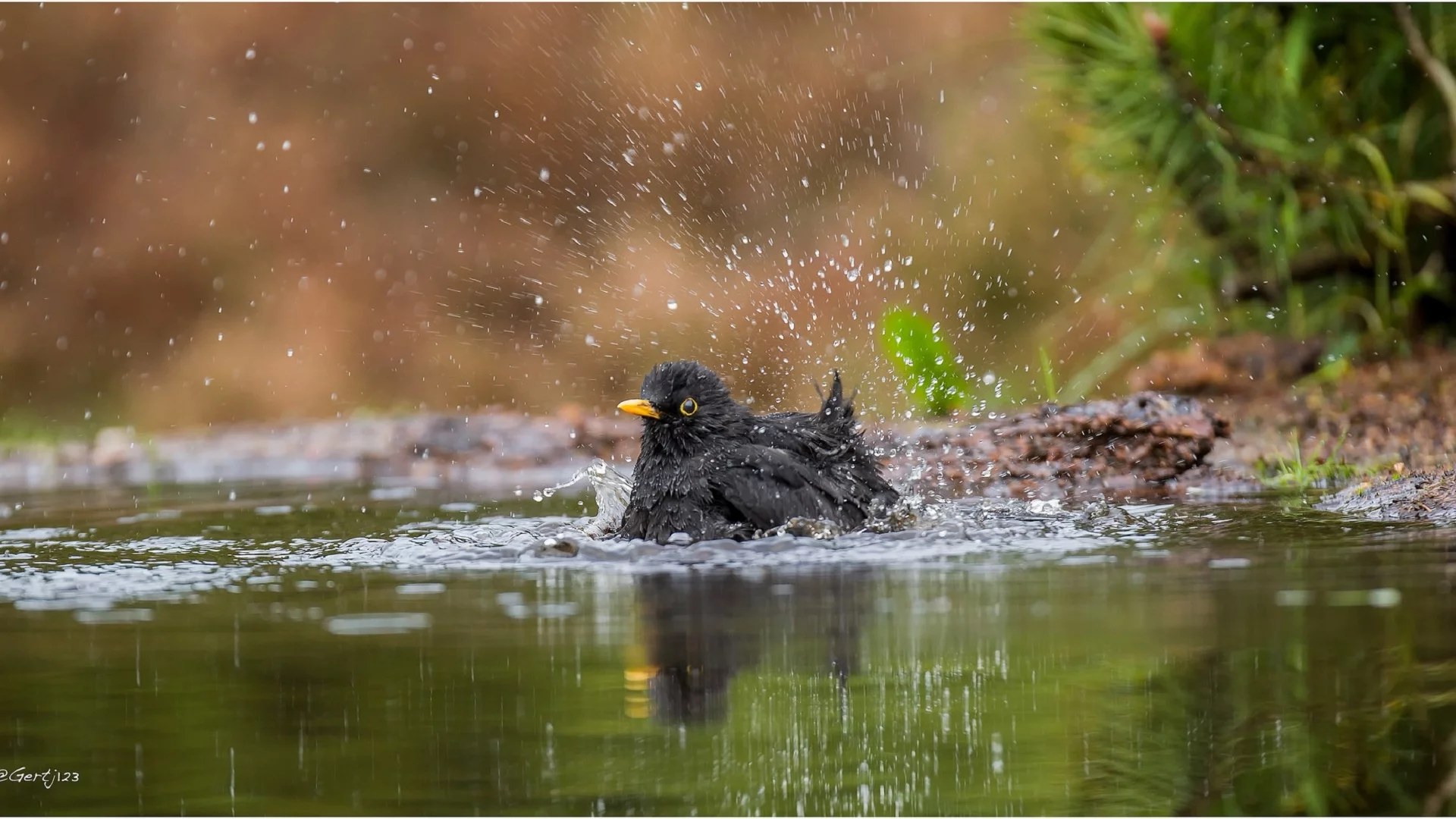 вода, лужа, птица
