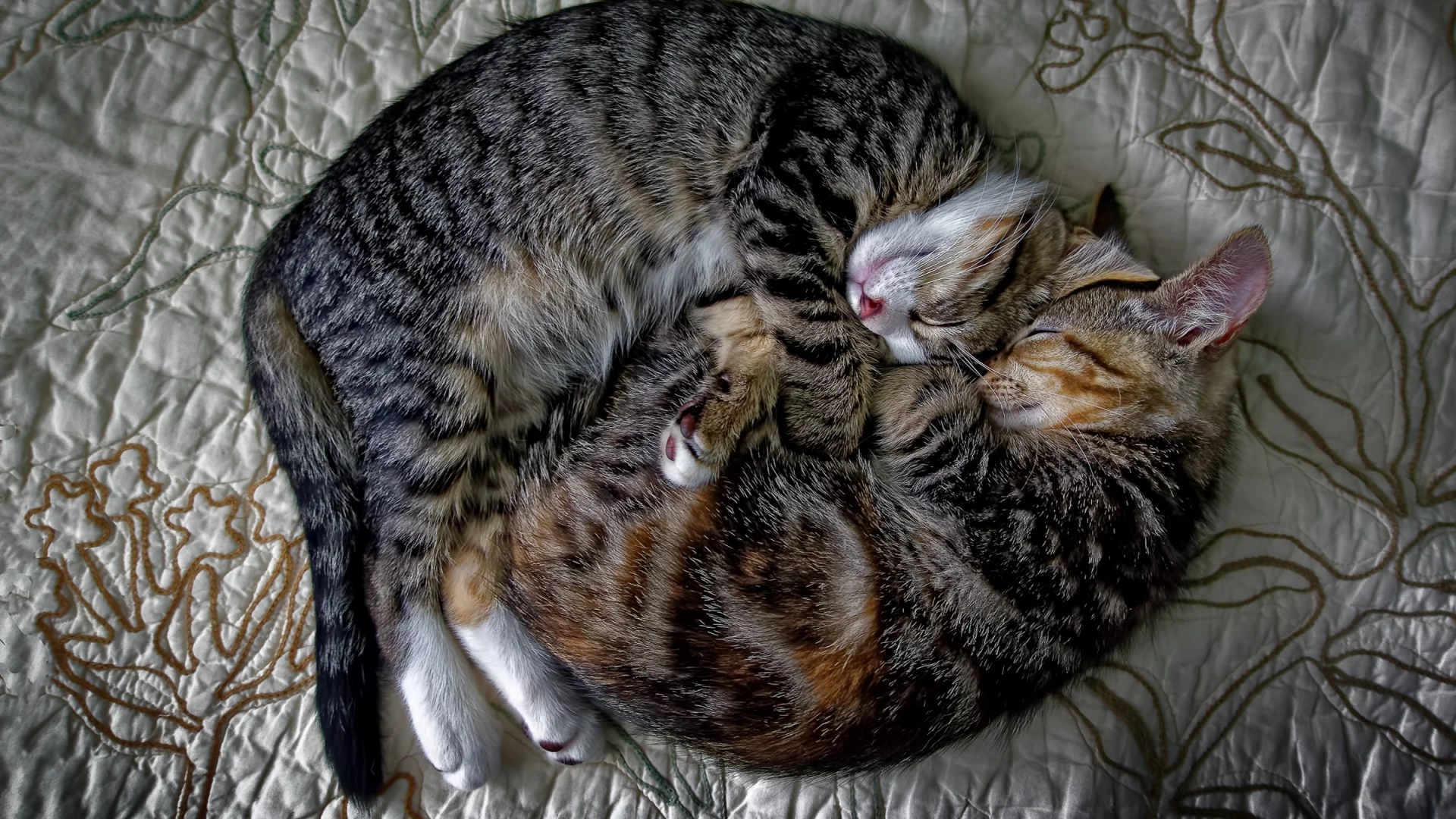коты, спят