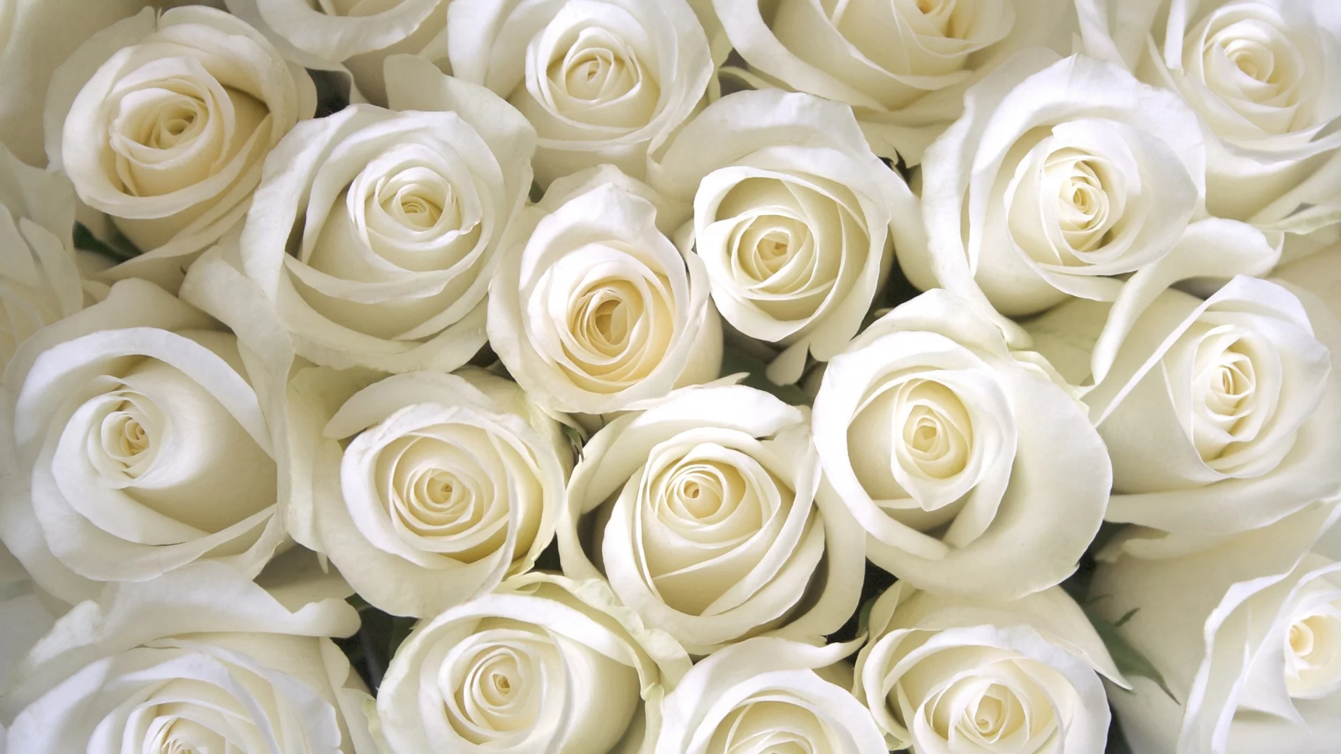 white, roses, розы белые