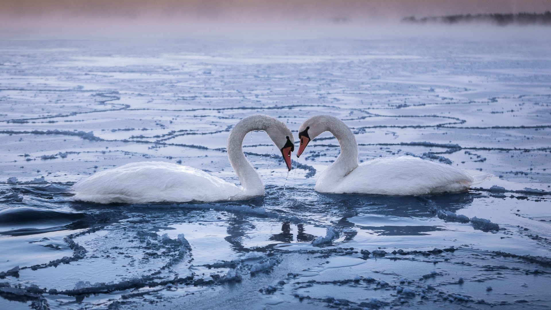 Лебединая верность воробьева. Лебедь. Лебеди на пруду зимой. Лебеди на речке зима. Верность лебедей.