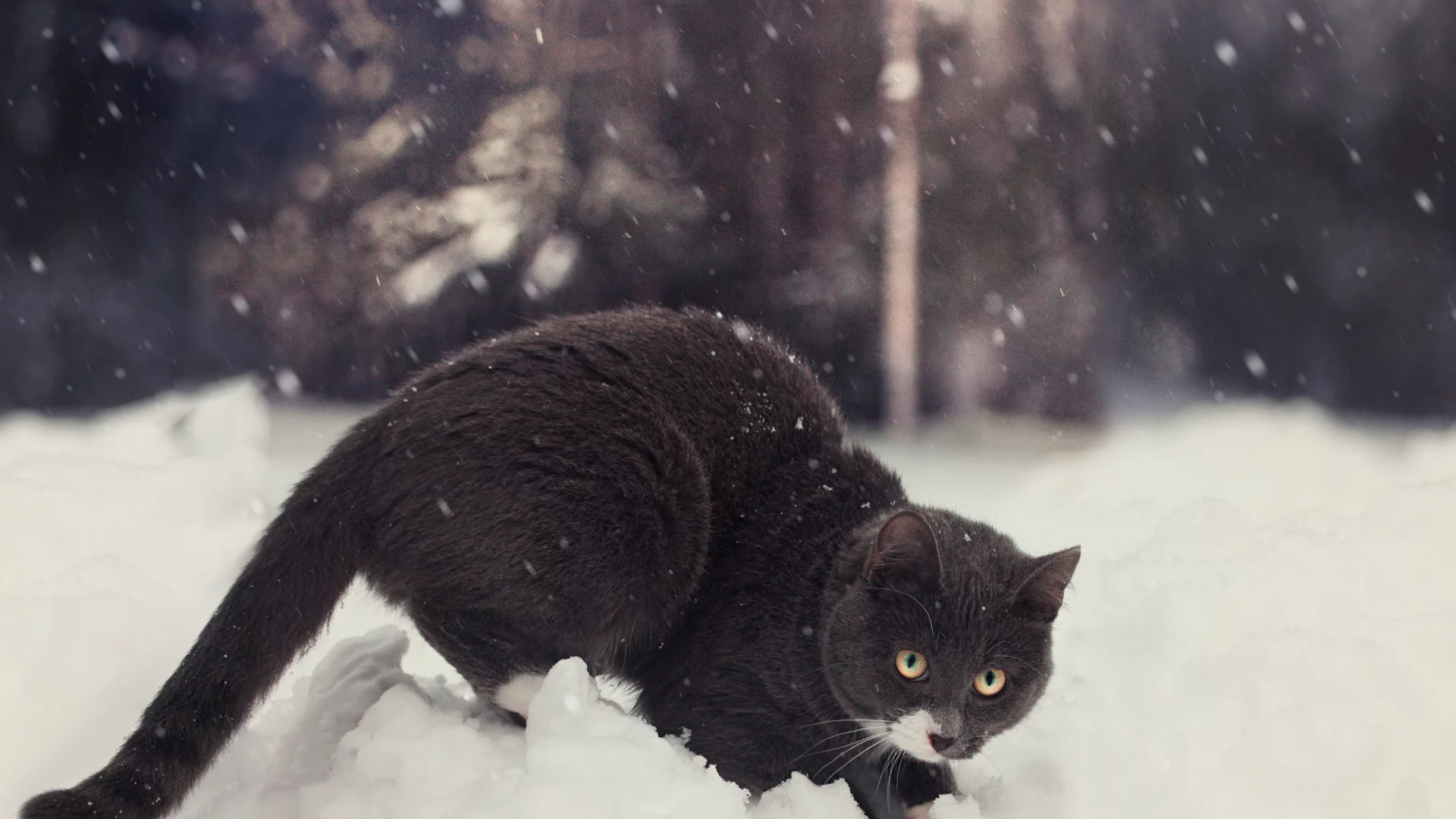 зима, снег, кот